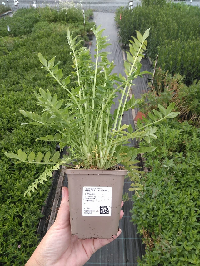 Sinilatva Blue Pearl - 11. 7. 2025