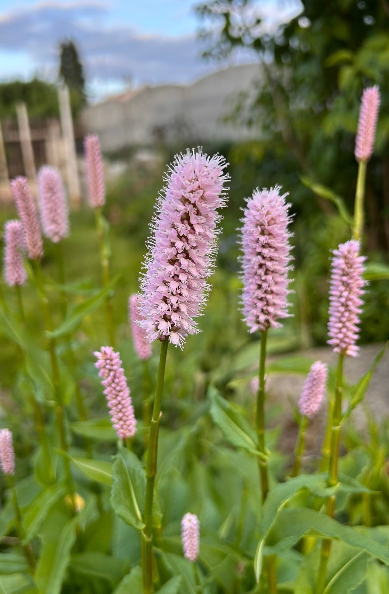 Konnantatar Superba, Loukykvět