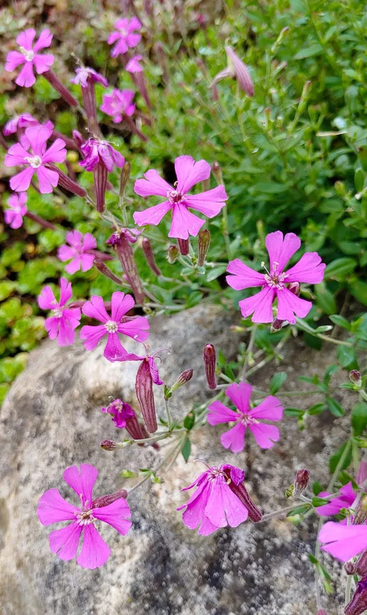 Kohokki Splendens, Loukykvět