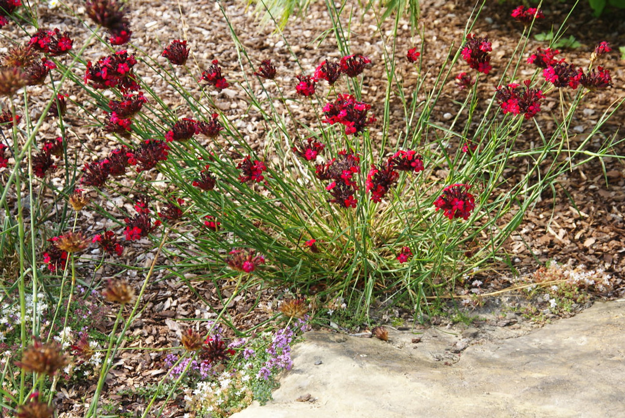 Verineilikka, Loukykvět