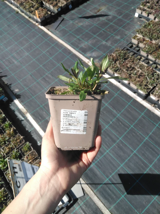 Syysleimu Sweet Summer Fragrance - 3. 4. 2025