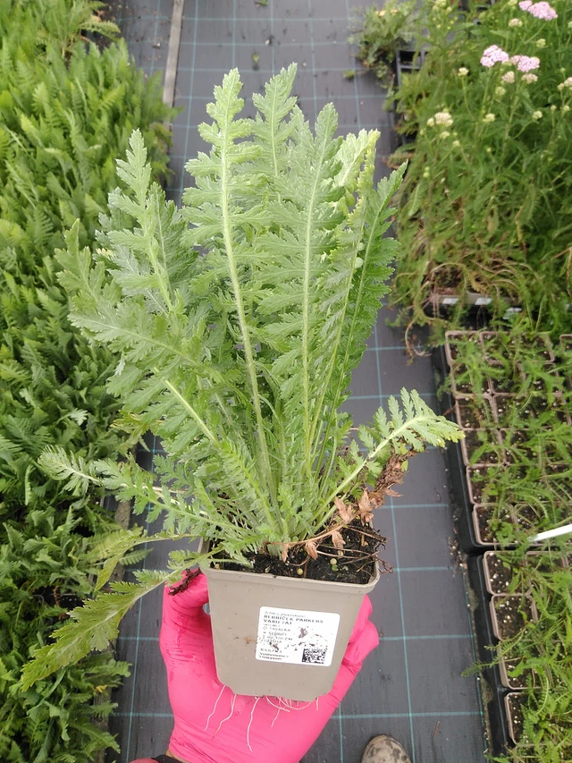 Siankärsämö Parkers Varietät - 8. 7. 2025