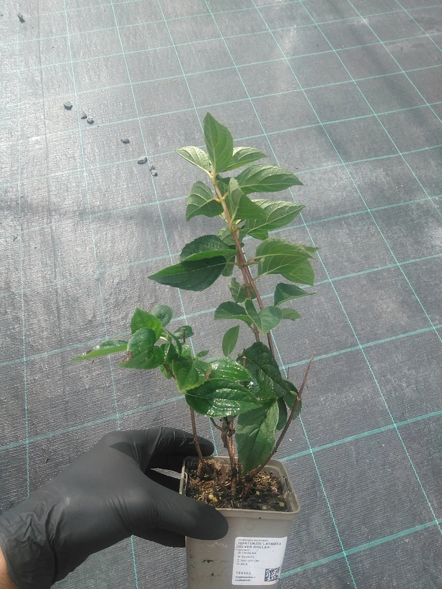 Hortenzie latnatá Silver Dollar - 10. 9. 2025