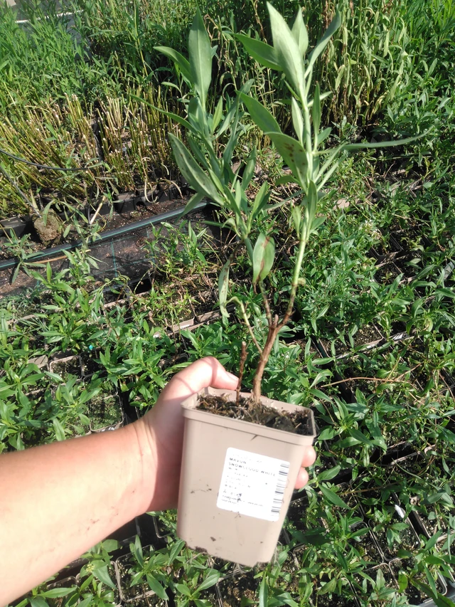 Komeapunikki Snowcloud White - 2024