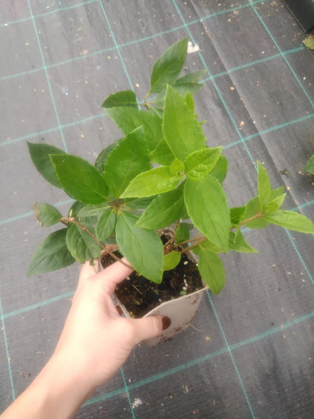 Syyshortensia Grandiflora - 2024