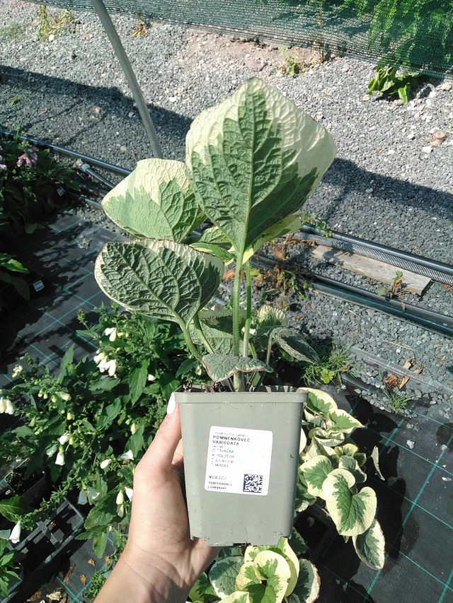 Brunnera Variegata - 13. 7. 2026