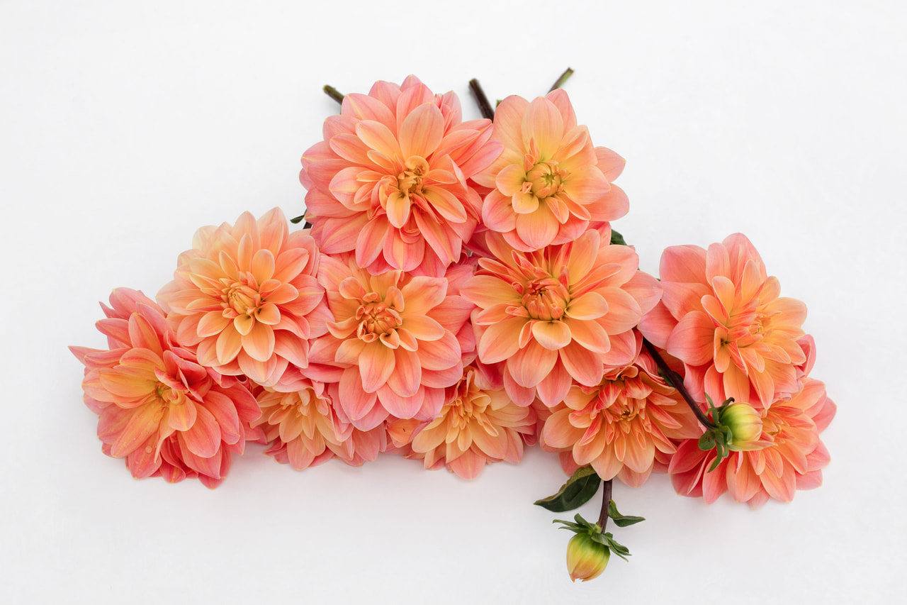 Dahlia Mister Frans, Loukykvět