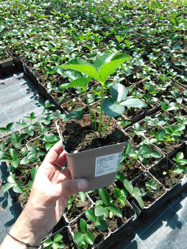 Jouluruusu Pretty Ellen Spotted - 2024