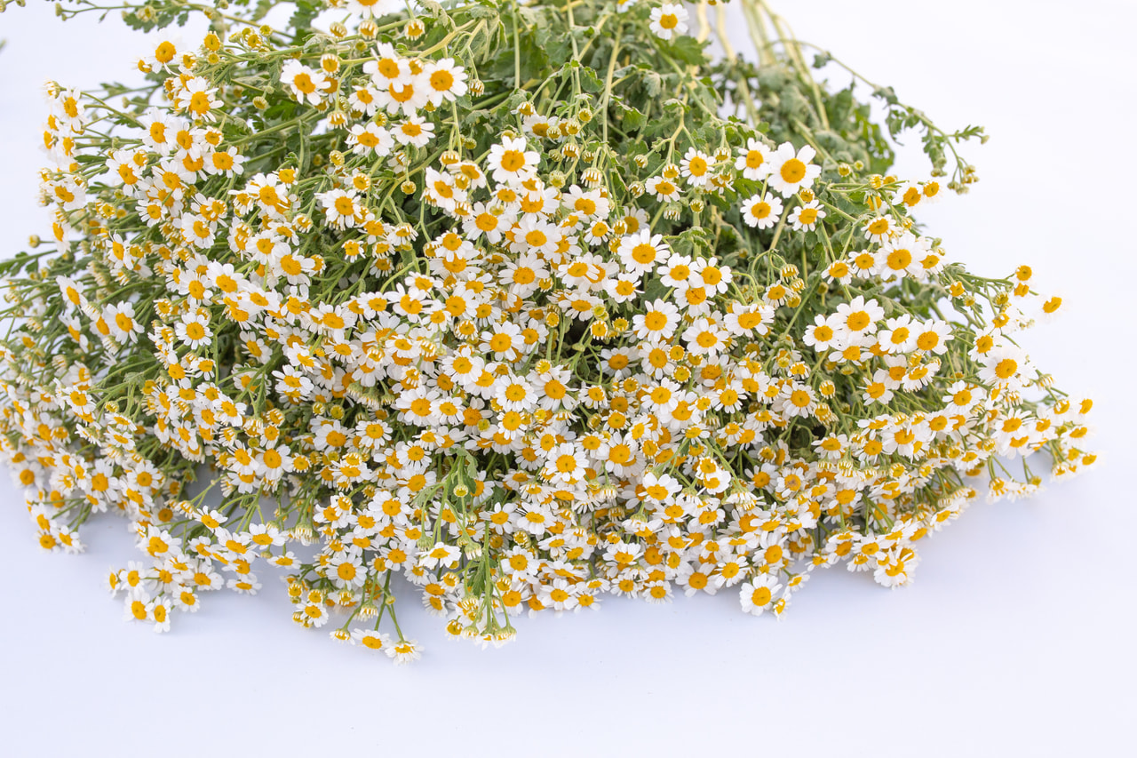 Reunuspietaryrtti Victory Single White, Loukykvět