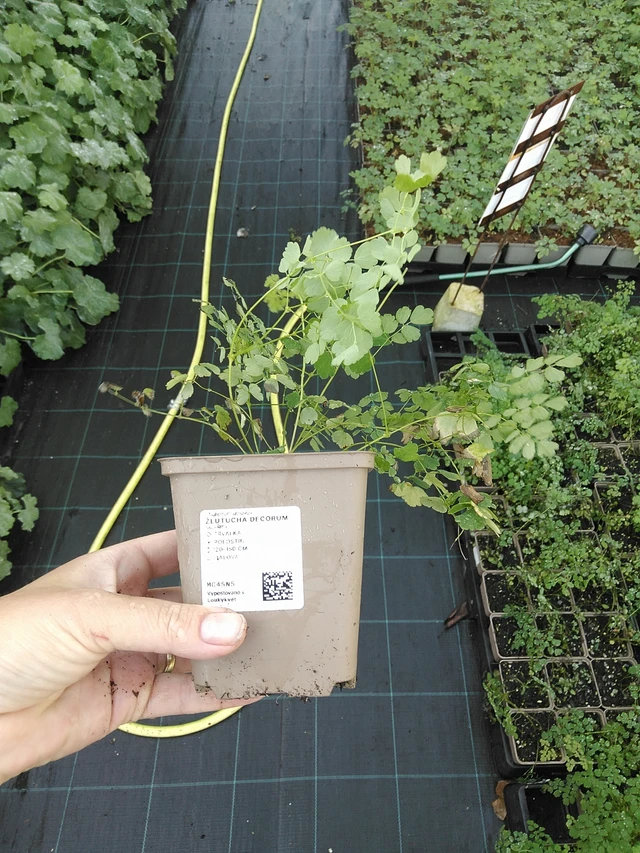 Ingervo Decorum - 19. 8. 2025