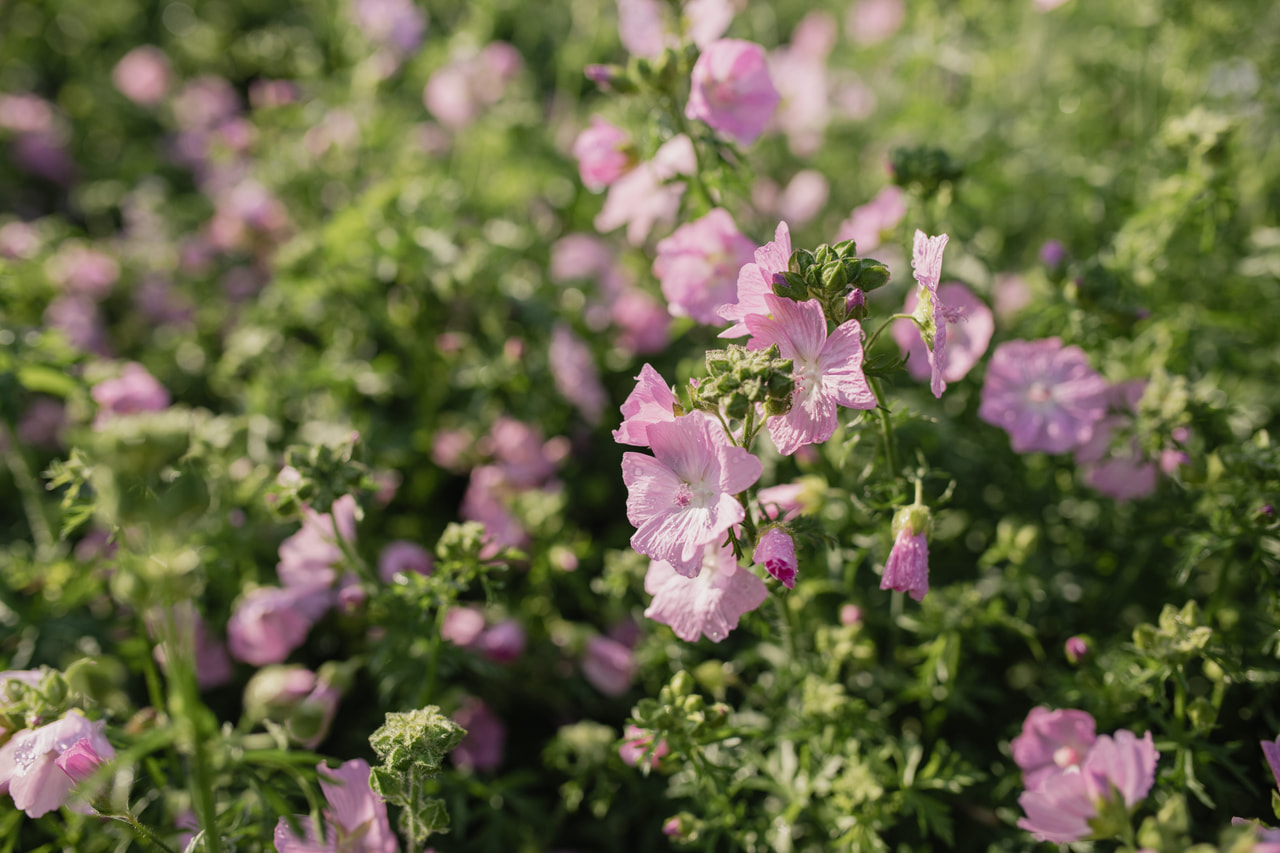 Malva moschata, Loukykvět