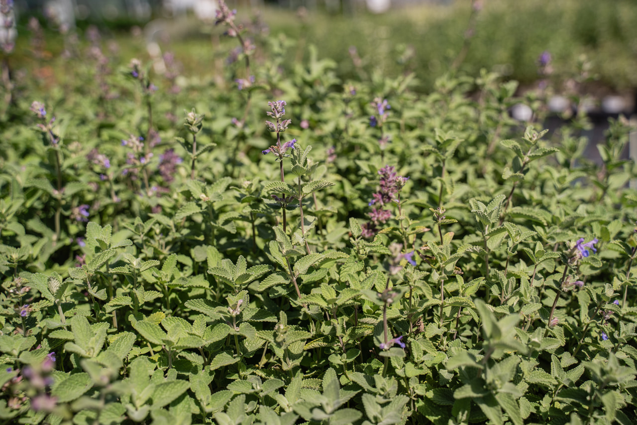 Mirrinminttu, Loukykvět