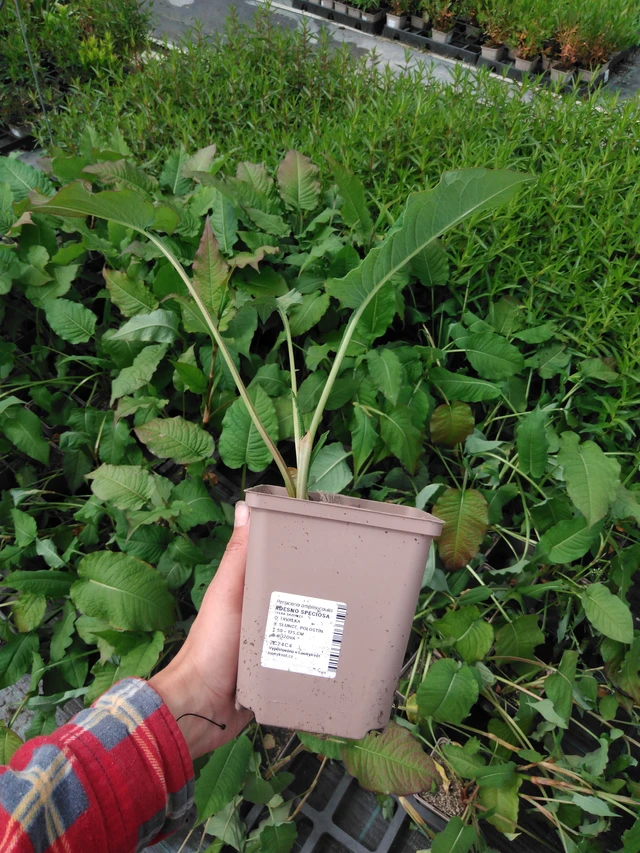 Konnantatar Speciosa - 2024