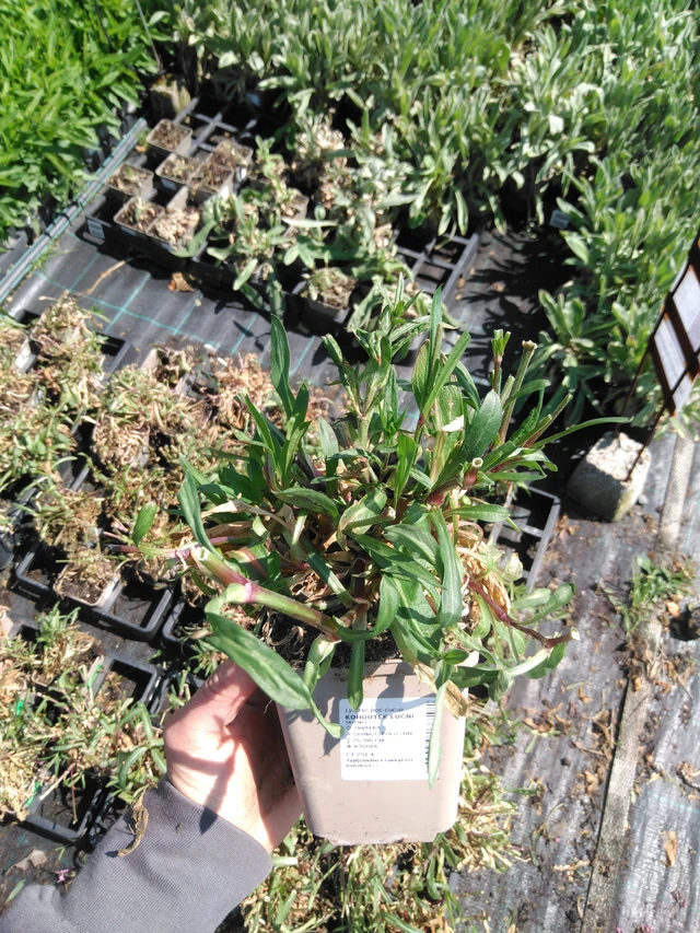 Käenkukka - 13. 5. 2025