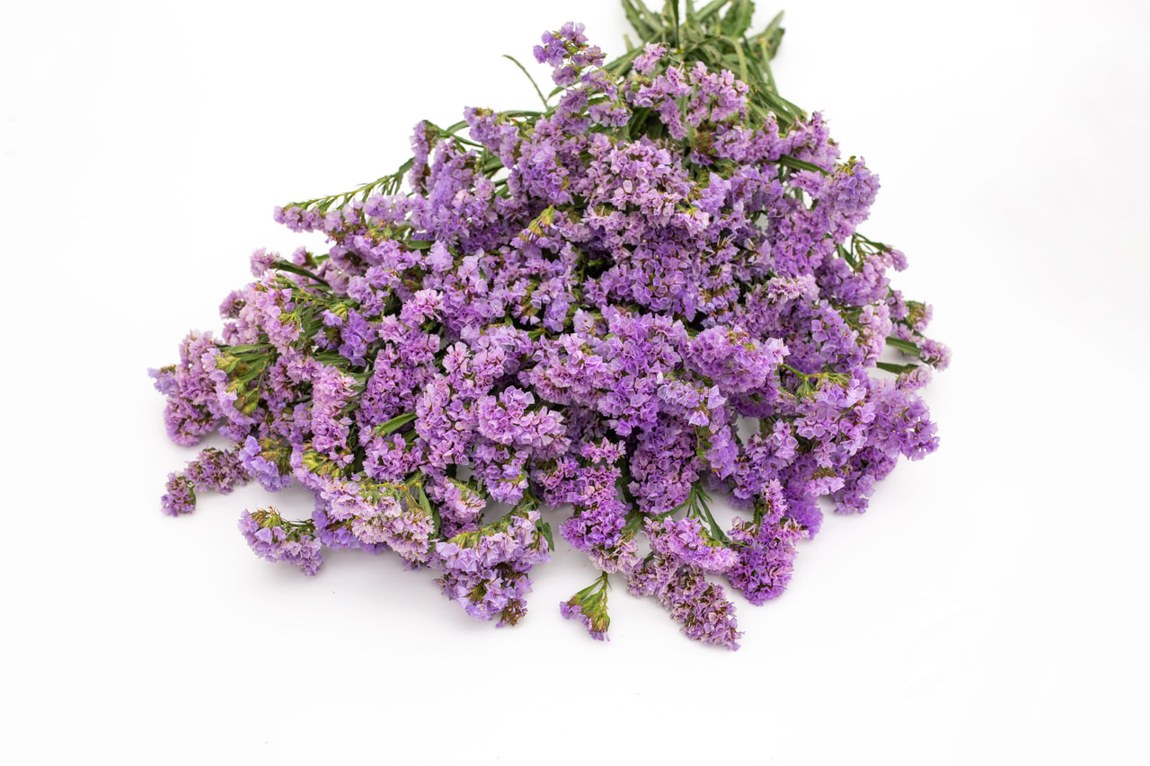 Ikiviuhko QIS Lavender, Loukykvět