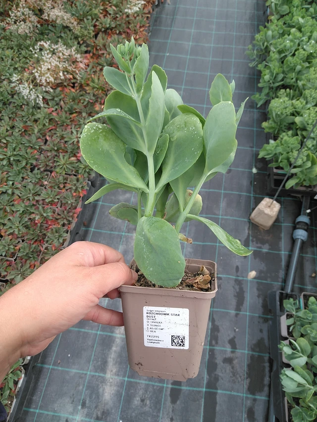 Komeamaksaruoho Star Dust - 11. 7. 2025