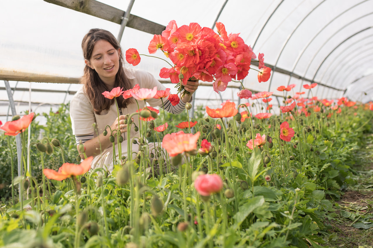 Unikko Champagne Bubbles Pink, Loukykvět