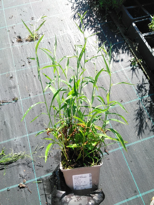 Asteri Erlkönig - 19. 8. 2025