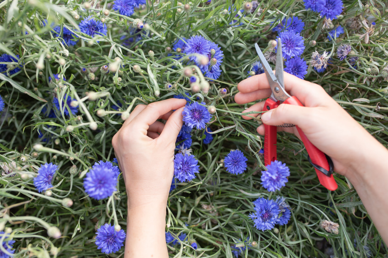 Aciano Tall Double Blue Boy, Loukykvět