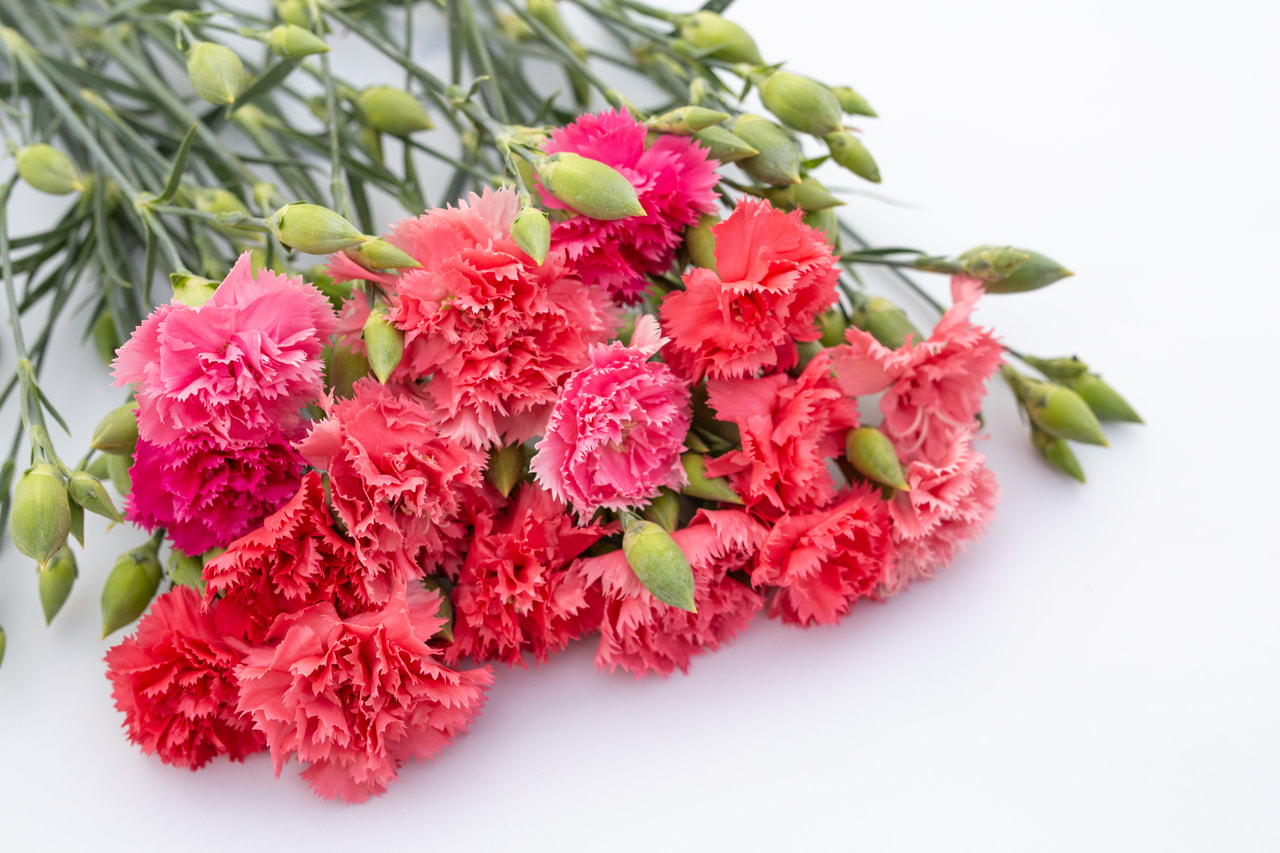 Nellike Chabaud Aurora, Loukykvět