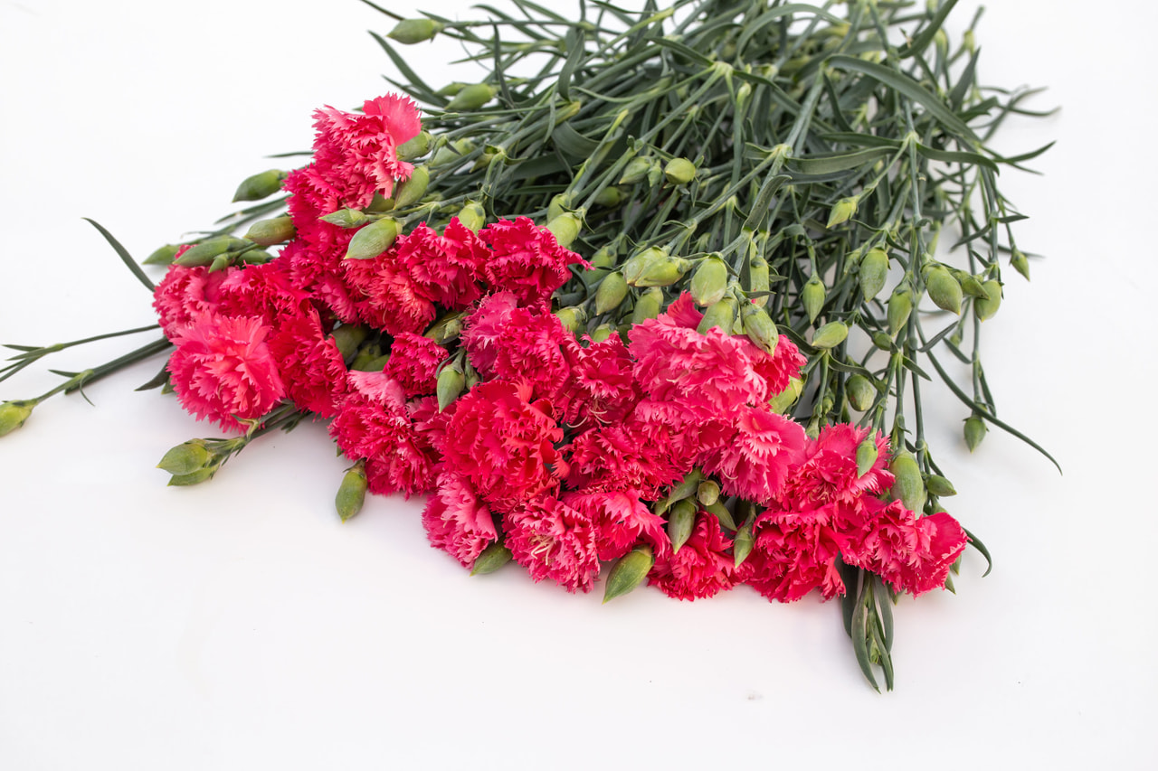 Goździk Chabaud Rose Queen, Loukykvět