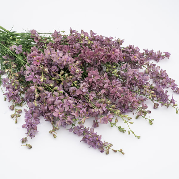 Stračonôžka Misty Lavender, Loukykvět