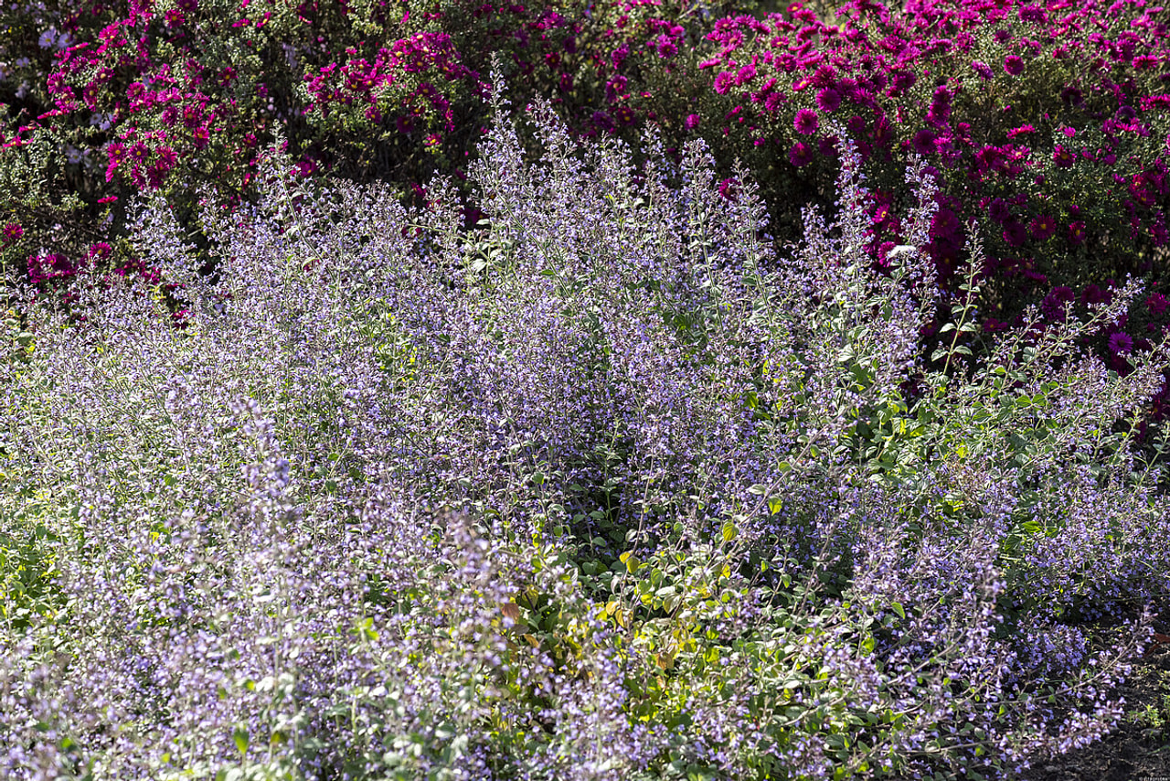 Käenminttu Blue Cloud, Loukykvět