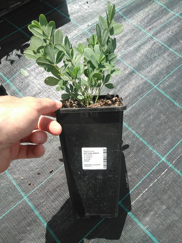 Baptisia Minor - 24. 6. 2025