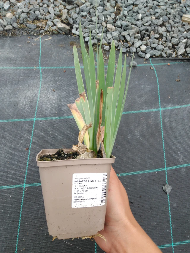 Kurjenmiekka Lime Fizz - 10. 9. 2025