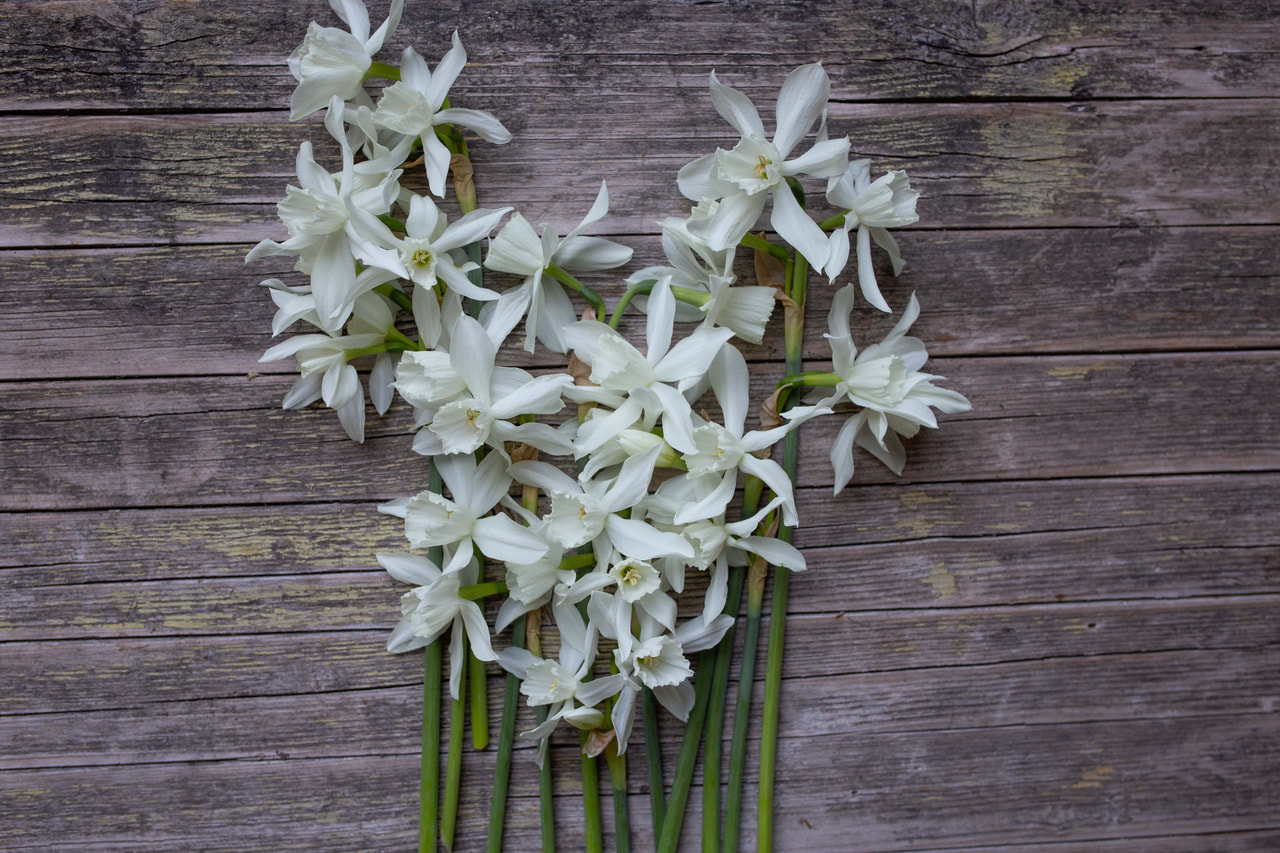 Narsissi Thalia, Loukykvět