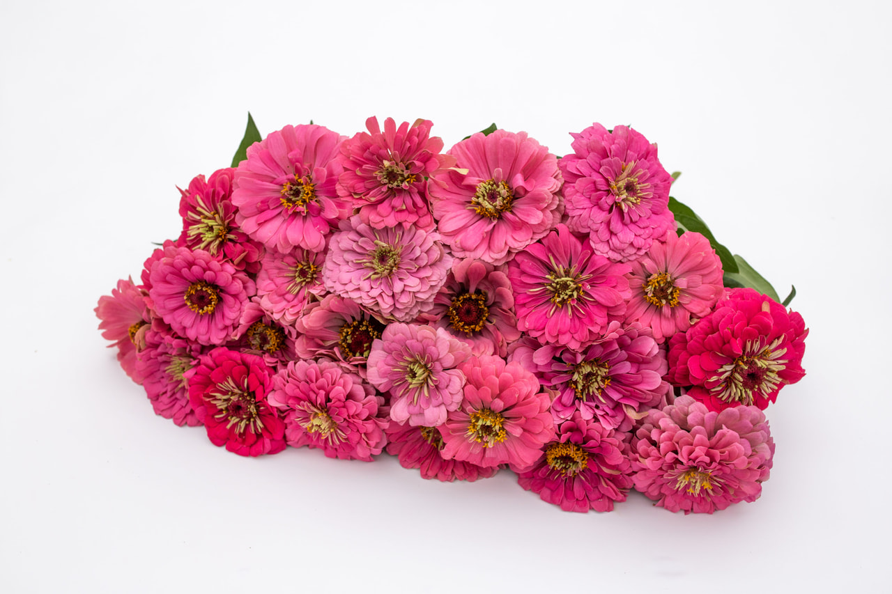 Zinnia Benary’s Giant Bright Pink, Loukykvět