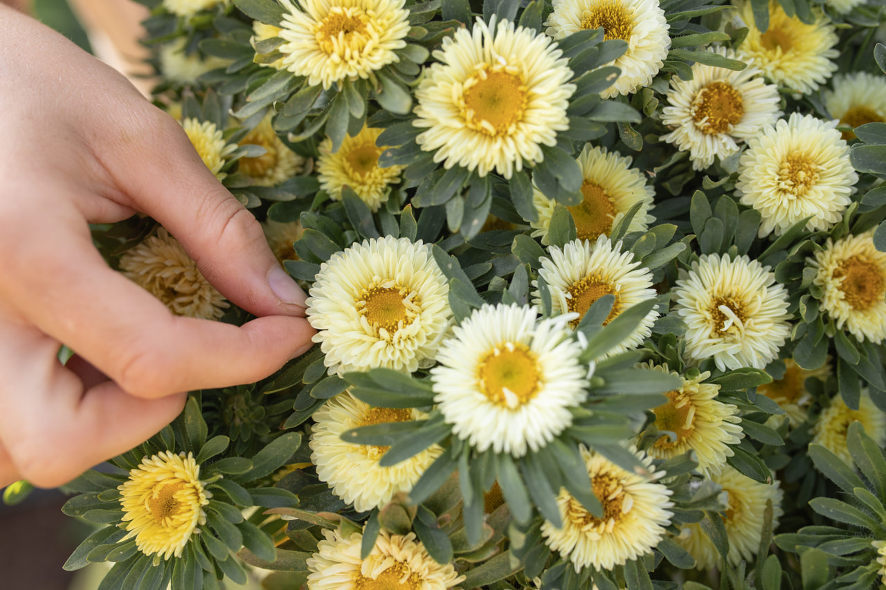 Kiinanasteri Matsumoto Yellow, Loukykvět