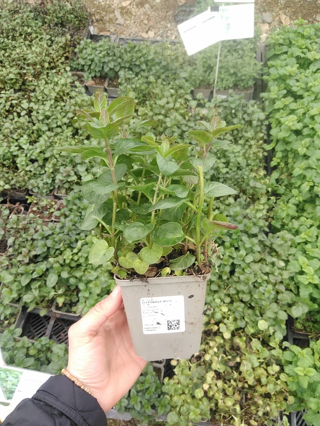 Citronová máta  - 20. 4. 2026