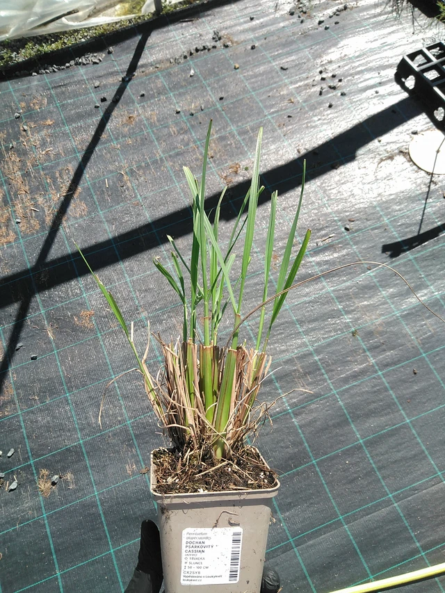 Sulkahirssi Cassian - 19. 8. 2025