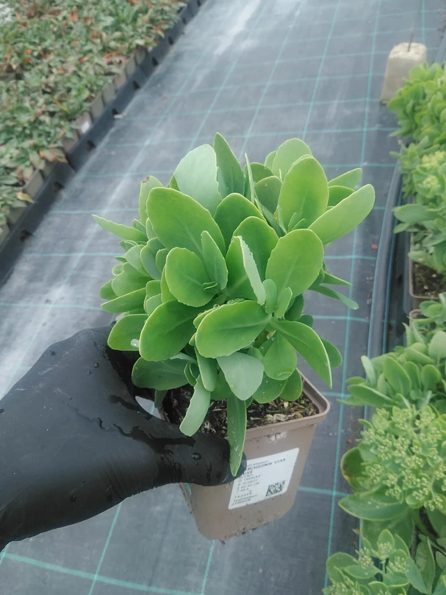 Komeamaksaruoho Star Dust - 10. 9. 2025