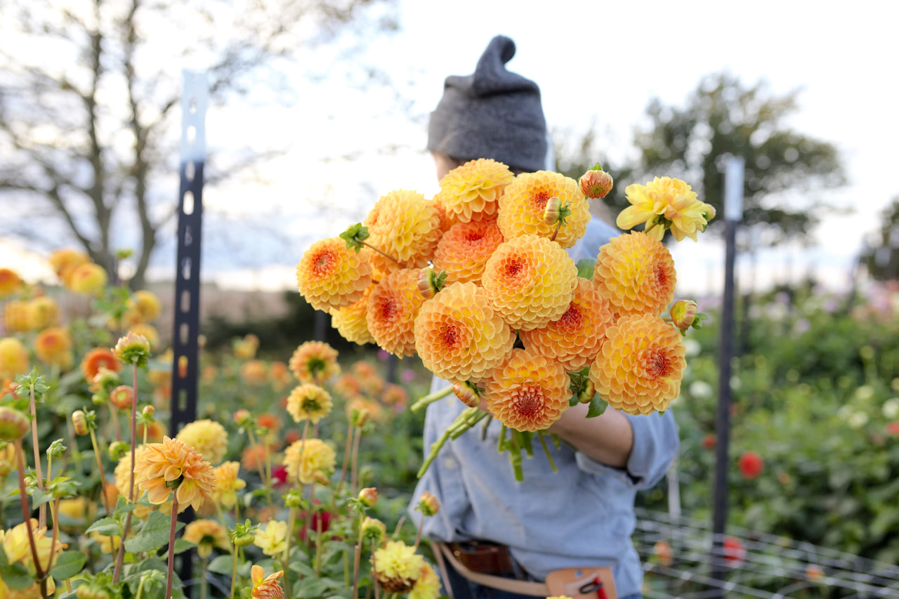 Dália Blyton Softer Gleam, Loukykvět