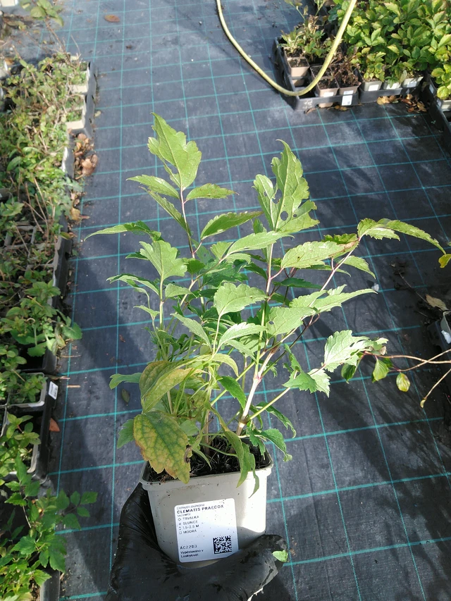 Clematis Praecox - 31. 10. 2025