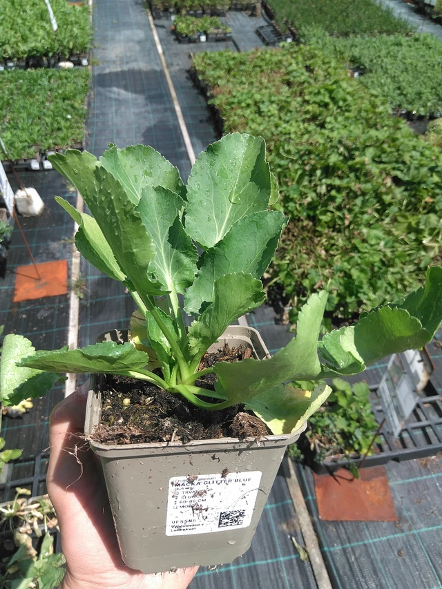 Eryngium Glitter Blue - 24. 6. 2025