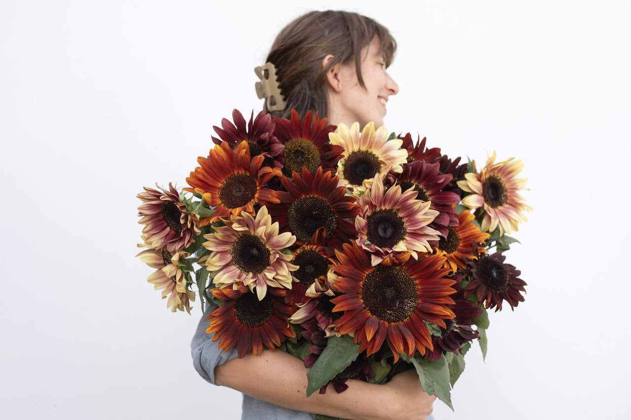 Sunflower ProCut Autumn Shades Mix, Loukykvět