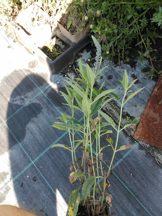 Tädyke Skyler Blue - 19. 8. 2025