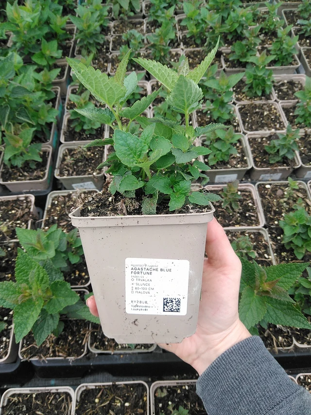 Jätti-iiso Blue Fortune - 9. 6. 2025