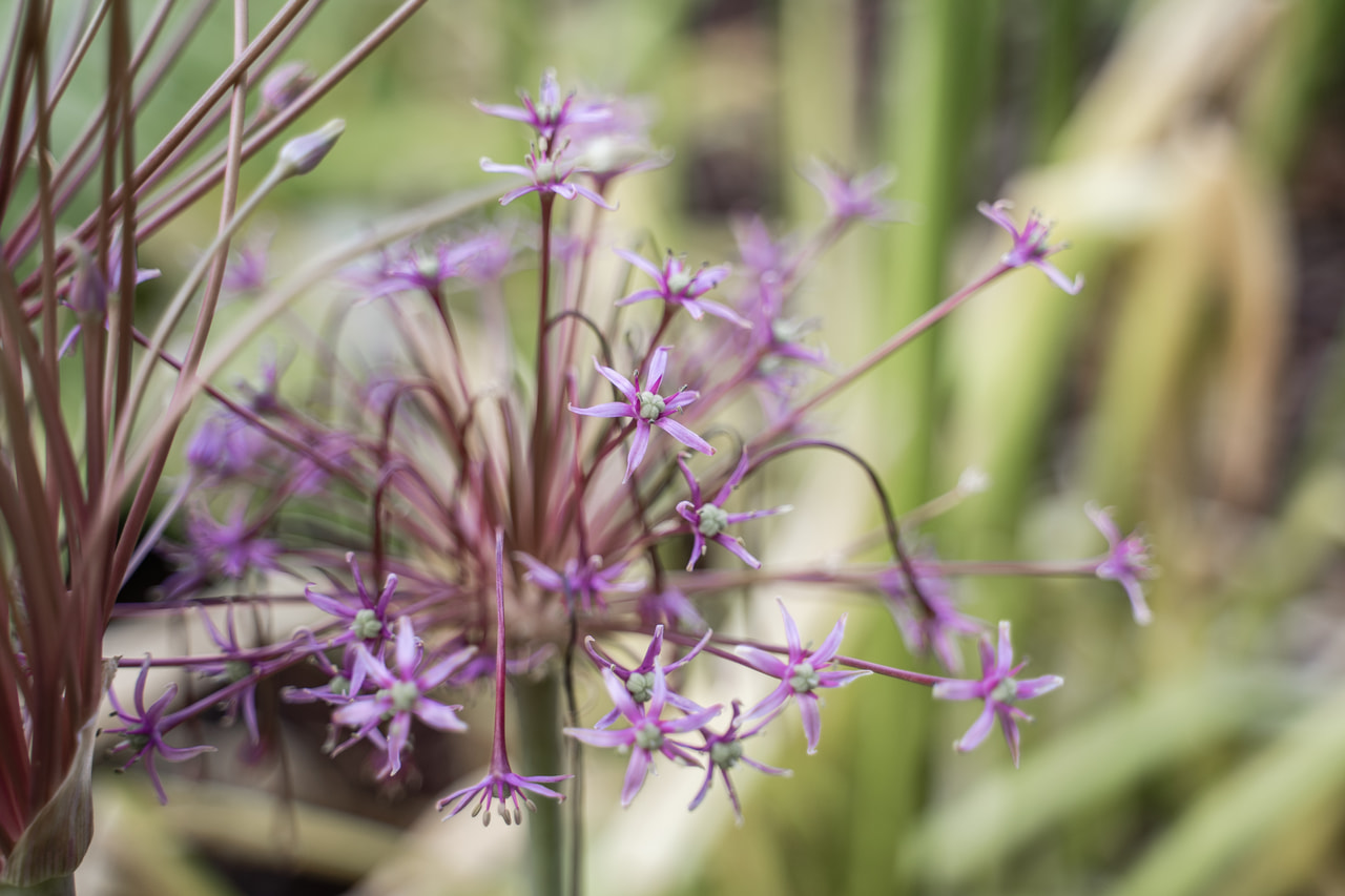 Allium schubertii, Loukykvět