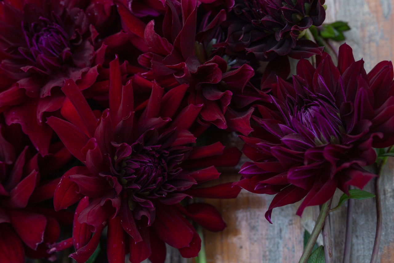 Daalia Rip City, Loukykvět