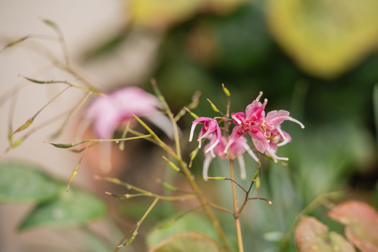 Epimedium Pretty in Pink, Loukykvět