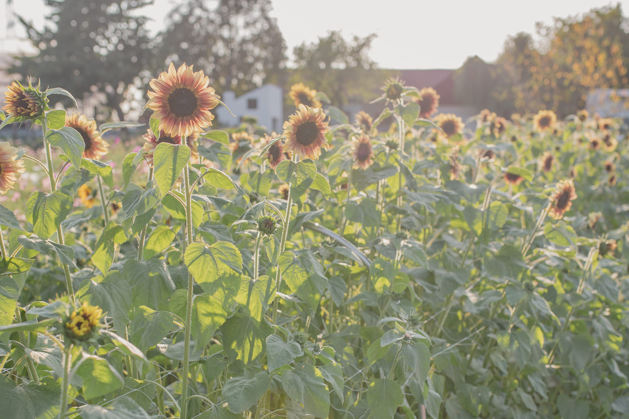 Zonnebloem ProCut Plum, Loukykvět
