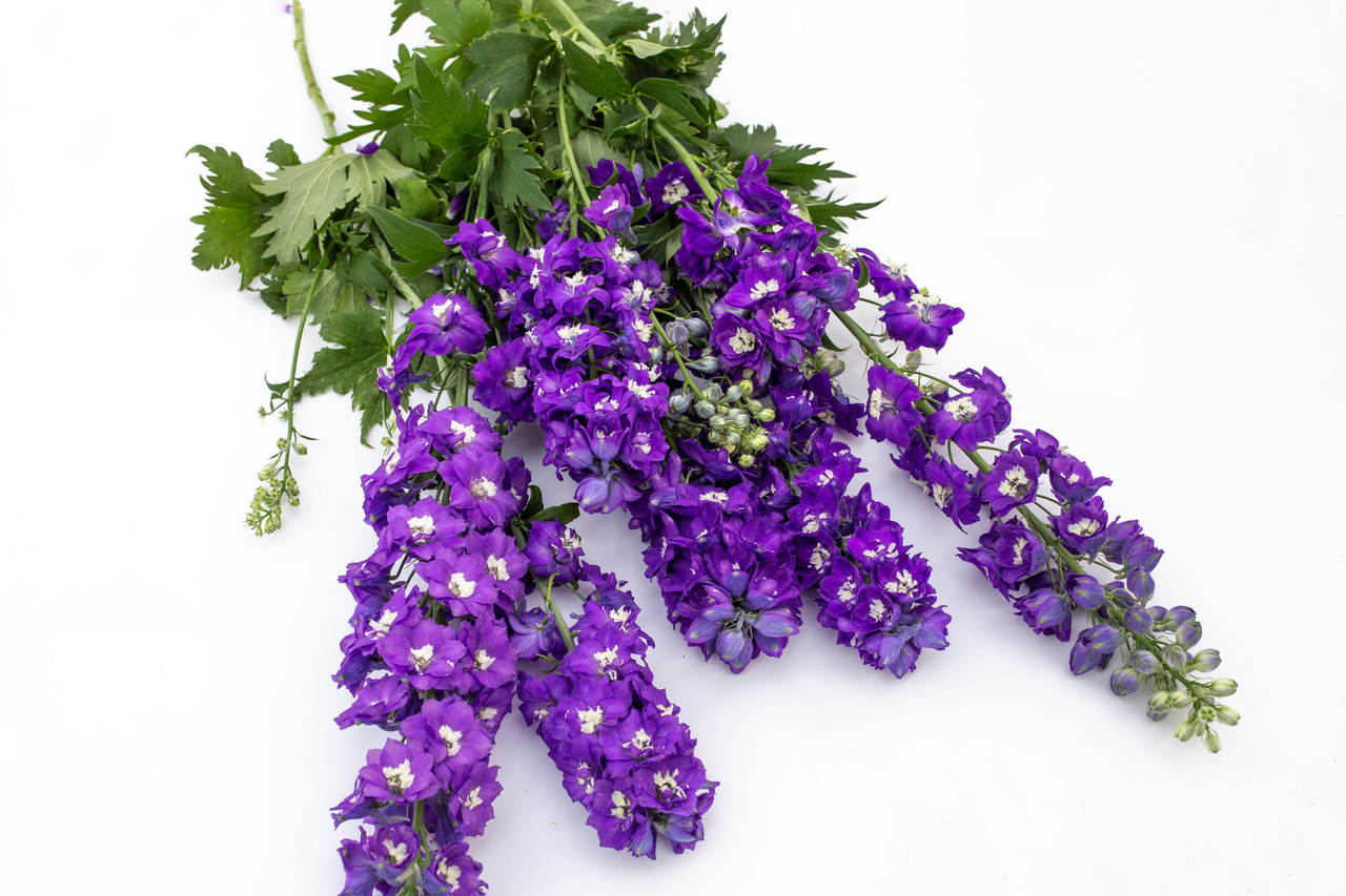 Delphinium Magic Fountains Dark Blue (White Bee), Loukykvět