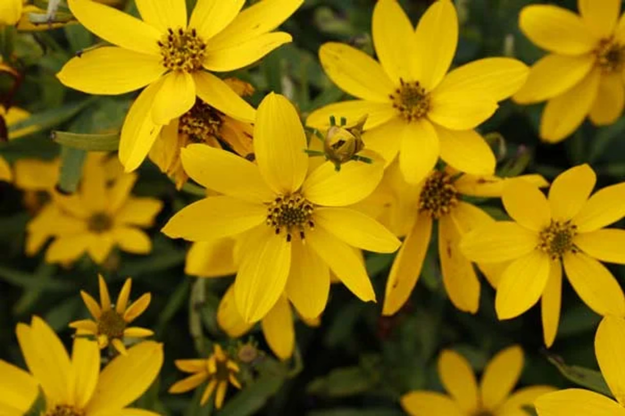 Coreopsis El Dorado, Loukykvět