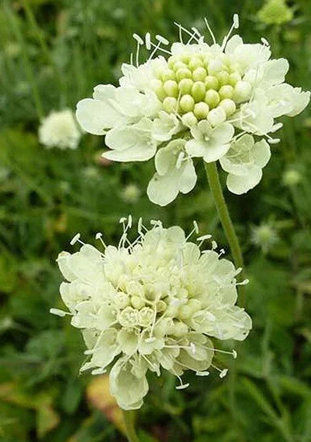 Scabiosa ochroleuca, Loukykvět