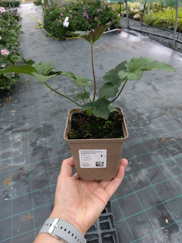 Hopeasyysvuokko Overdressed - 10. 9. 2025