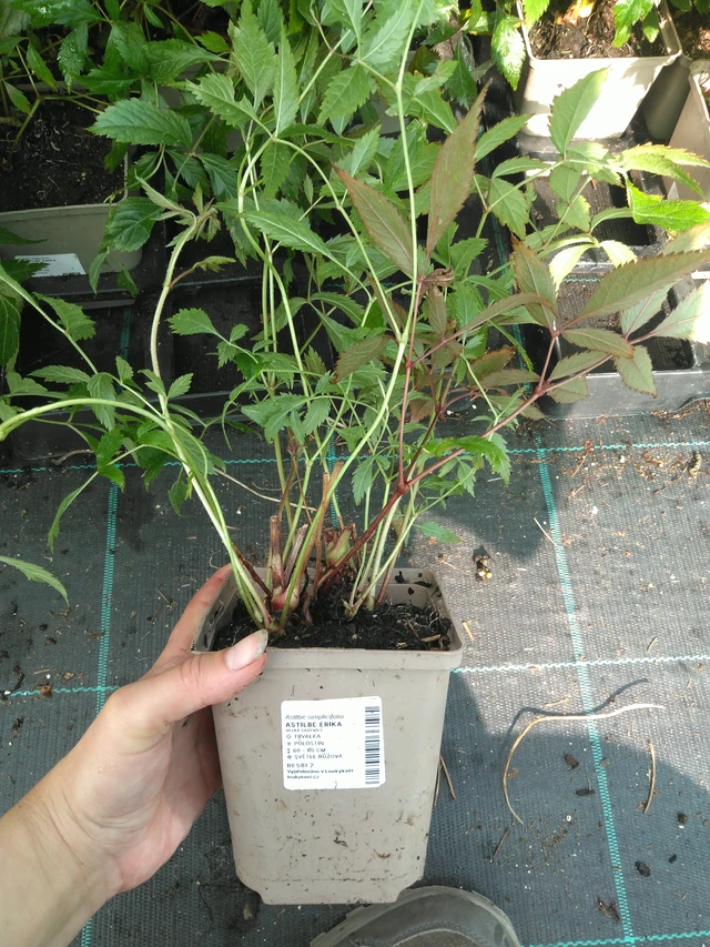 Jaloangervo Erika - 11. 7. 2025